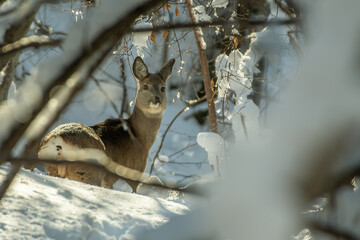 European roe deer (doe, Capreolus capreolus), standing and looking into camera on a snowy winter day in the alps Mountains, Italy.