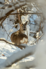 Vertical photo of a wild European Roe deer, standing in a snowy forest at sunrise. Alps Mountains, Italy.