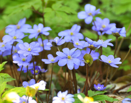 In spring, the Hepatica nobilis blooms in nature.