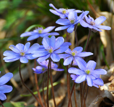 In spring, the Hepatica nobilis blooms in nature.