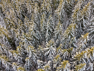 Dense snow covered spruce forest seen from above with natural winter texture and pattern
