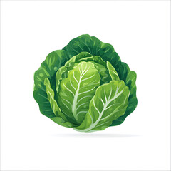 Obraz premium Fresh green cabbage vegetable isolated on a white background