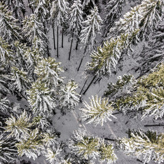 Top down aerial view of snow covered pine forest with repeating tree pattern captured by drone