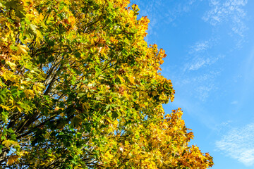 Golden Autumn Leaves Against A Chilly Clear Blue Sky