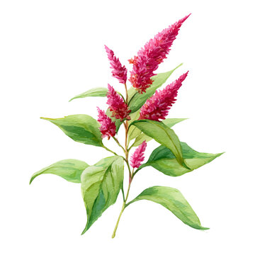 Amaranth Flower, watercolor illustration vector, isolated on a white background.