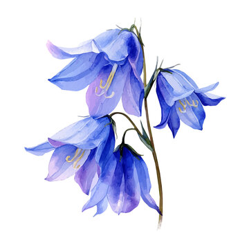 Bluebell, watercolor drawing vector, isolated on a white background.