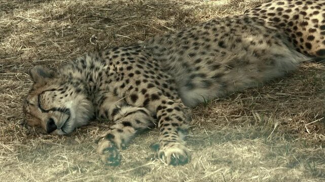 Cheetah wild animal mammal in jungle