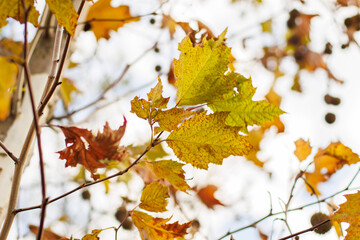 colorful close-yp autumn leaves on the tree