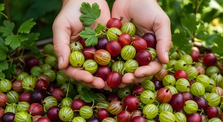 Cupped hands overflowing with striped green and deep red gooseberries held above a lush bed of bushes, highlighting vibrant berry colors, organic garden abundance, and tangy vitamin rich summer harves