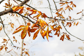 autumn leaves on the tree