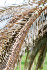 palm tree leaves in  wind in autumn daylight