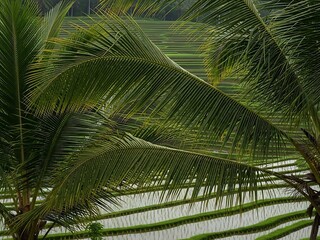 Fototapeta premium Lush Palm Fronds Frame Tropical Rice Terraces