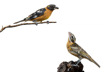 Black-headed Grosbeak (Pheucticus melanocephalus) Photo, Male and Female Mated Pair, Over a Transparent, Isolated PNG Background