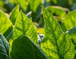 Backlit, vibrant, green leaves show off their intricate vein structure against a bright, out-of-focus sunny background