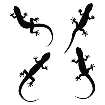 Lizard vector, icon set. Lizard, gecko silhouettes isolated on a white background. Set of reptile vector symbol icon. Vector illustration.