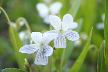 植物　夕方　花　白