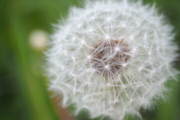 植物　夕方　綿毛　公園　野原