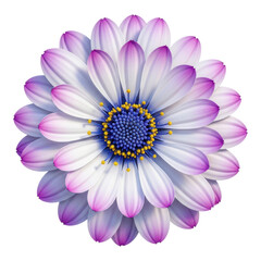 Obraz premium Beautiful purple and white flower isolated on transparent background with yellow center details
