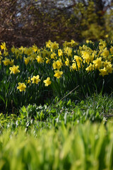 The garden in spring, Sainte-Apolline, Qu&eacute;bec, Canada