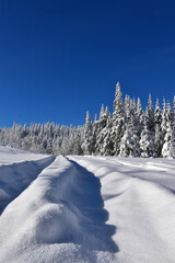 A snowy forest after the storm, Qu&eacute;bec, Canada
