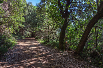 Fototapeta premium footpath inside the Val Grande Naturalistic oasis, Bibione Pineda, San Michele al Tagliamento, Venice, Italy