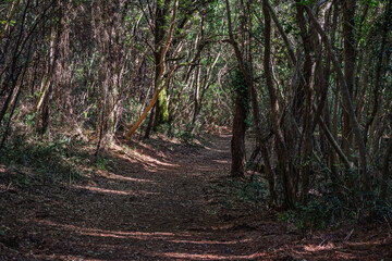 Obraz premium footpath inside the Val Grande Naturalistic oasis, Bibione Pineda, San Michele al Tagliamento, Venice, Italy