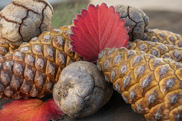 Pigne di pino e di cipresso