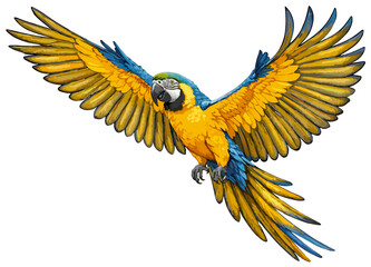 Ara ararauna illustration art © Diono