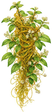 Cuscuta reflexa illustration art