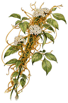 Cuscuta reflexa illustration art