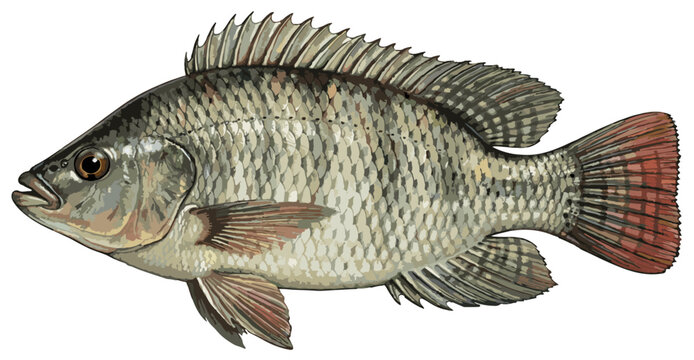 Oreochromis niloticus illustration art