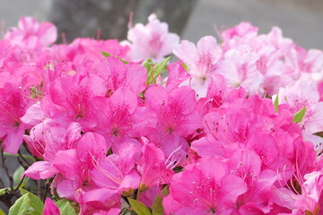 植物　花　公園　５月　夕方