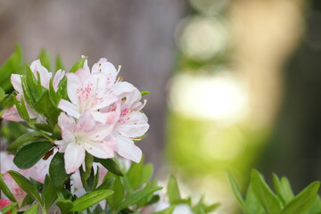植物　花　夕方　公園