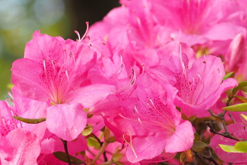 植物　花　公園　５月　夕方