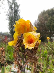 Yellow flower in the city park