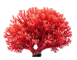 Bright red branched coral, soft focus