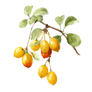 Cornelian Cherry, watercolor illustration vector, isolated on a white background.