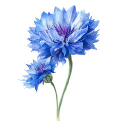 watercolor of Cornflower Bachelors Button, vector, isolated on a white background.