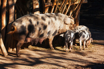 Spotted sow stands beside several piglets in shaded outdoor enclosure with rough wooden structures in background. Spotted heritage breed pig standing over its young piglets feeding on dusty ground © Leilani