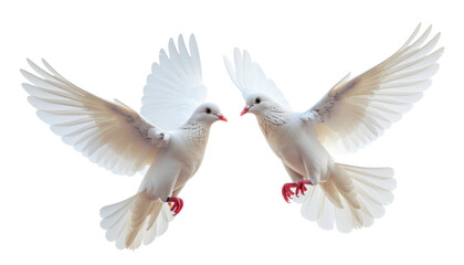 Obraz premium Two white doves flying with wings spread