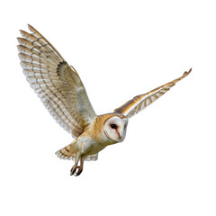 Obraz premium Barn owl in flight