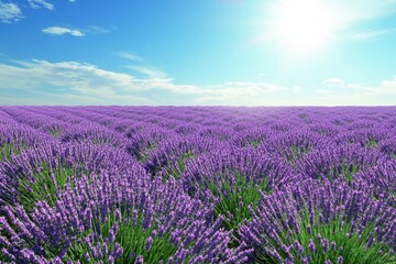 Fototapeta premium Lavender field in full bloom under a bright sunny sky