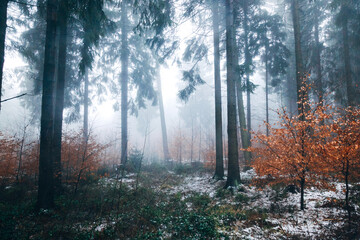 Mystical Foggy Forest in November, Atmospheric Woodland Landscape with Dense Mist in Natural Autumn Light
