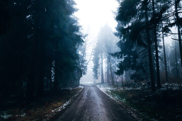 Obraz premium Mystical Foggy Forest in November, Atmospheric Woodland Landscape with Dense Mist in Natural Autumn Light