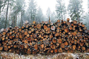 Mystical Foggy Forest in November, Atmospheric Woodland Landscape with Dense Mist in Natural Autumn Light