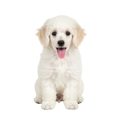 Obraz premium Playful golden retriever puppy sitting isolated on transparent background