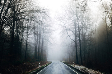 Mystical Foggy Forest in November, Atmospheric Woodland Landscape with Dense Mist in Natural Autumn Light