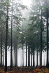 Obraz premium Mystical Foggy Forest in November, Atmospheric Woodland Landscape with Dense Mist in Natural Autumn Light