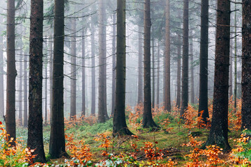 Obraz premium Mystical Foggy Forest in November, Atmospheric Woodland Landscape with Dense Mist in Natural Autumn Light