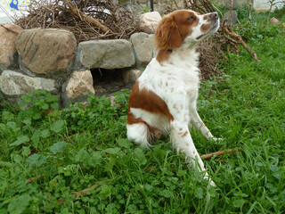 Spaniel breton